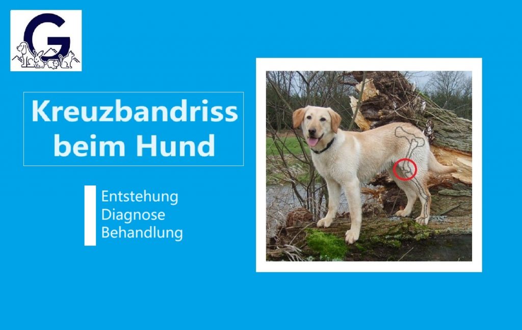 Titelbild „Kreuzbandriss beim Hund: Entstehung, Diagnose, Behandlung“ mit hellem Labrador, Kniegelenk rot markiert