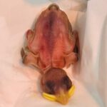 Welcher Jungvögel benötigt meine Hilfe?