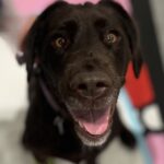 Tetanus beim Hund - ein Fallbeispiel