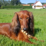 Herbstgrasmilbe ab Juni aktiv