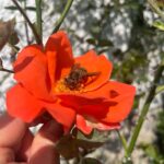 Insektenstiche bei Haustieren
