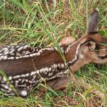 Rehkitze im Feld - bitte in Ruhe lassen