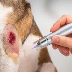 Kaltplasmatherapie mit dem kINPen® VET – Jetzt im Tiergesundheitszentrum Südharz